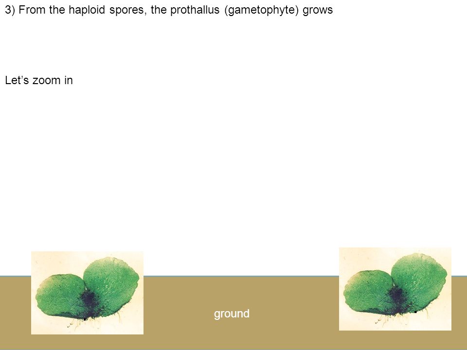 . . 3) From the haploid spores, the prothallus (gametophyte) grows