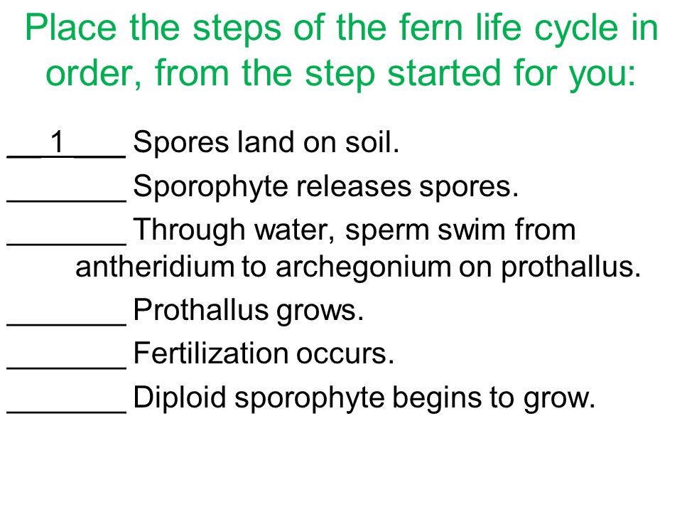 Place the steps of the fern life cycle in order, from the step started for you: