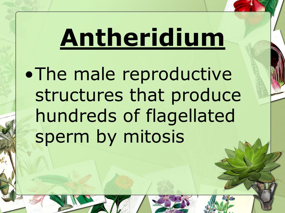 Antheridium The male reproductive structures that produce hundreds of flagellated sperm by mitosis