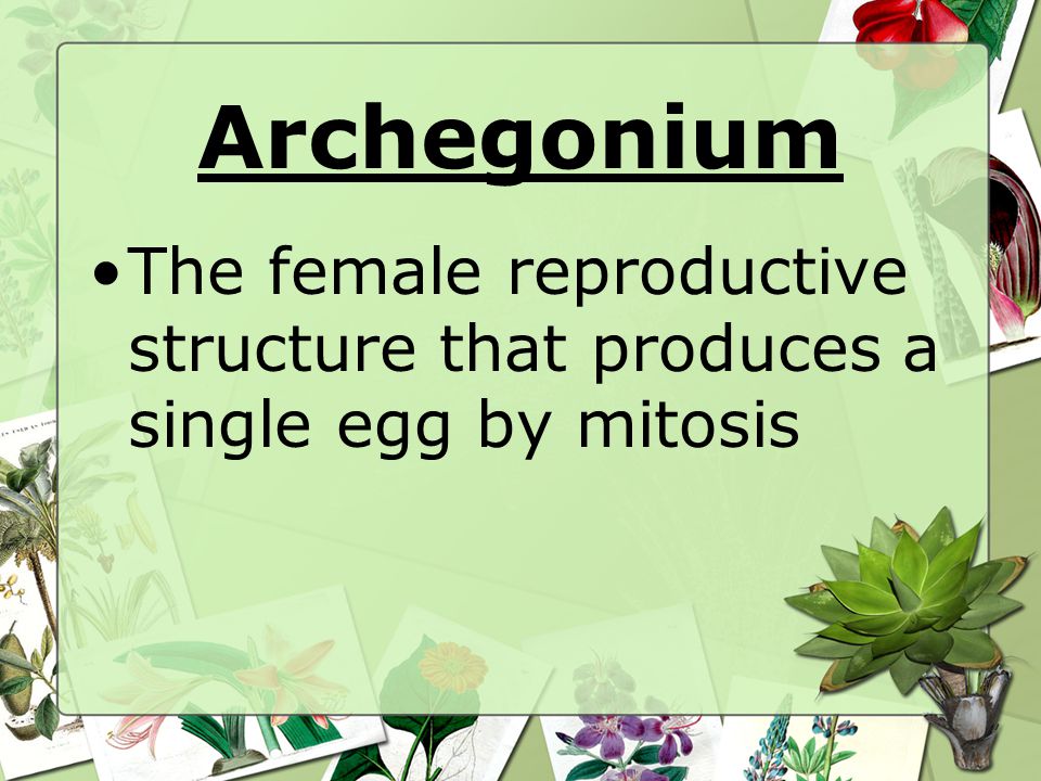 Archegonium The female reproductive structure that produces a single egg by mitosis