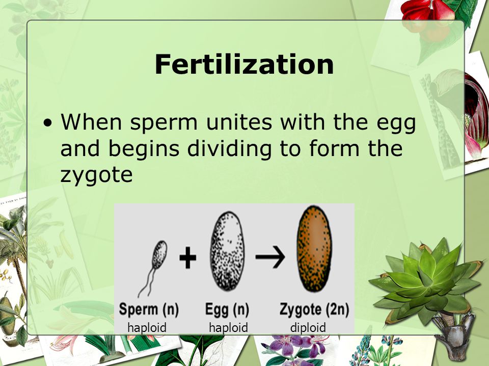 Fertilization When sperm unites with the egg and begins dividing to form the zygote. haploid. haploid.