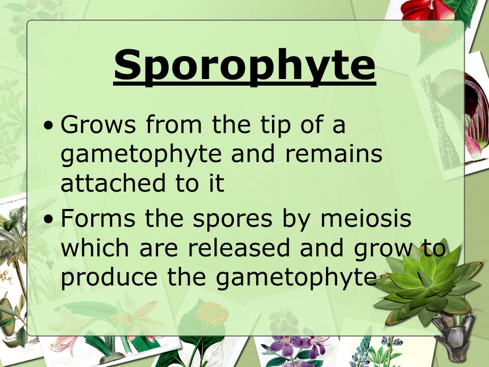 Sporophyte Grows from the tip of a gametophyte and remains attached to it.