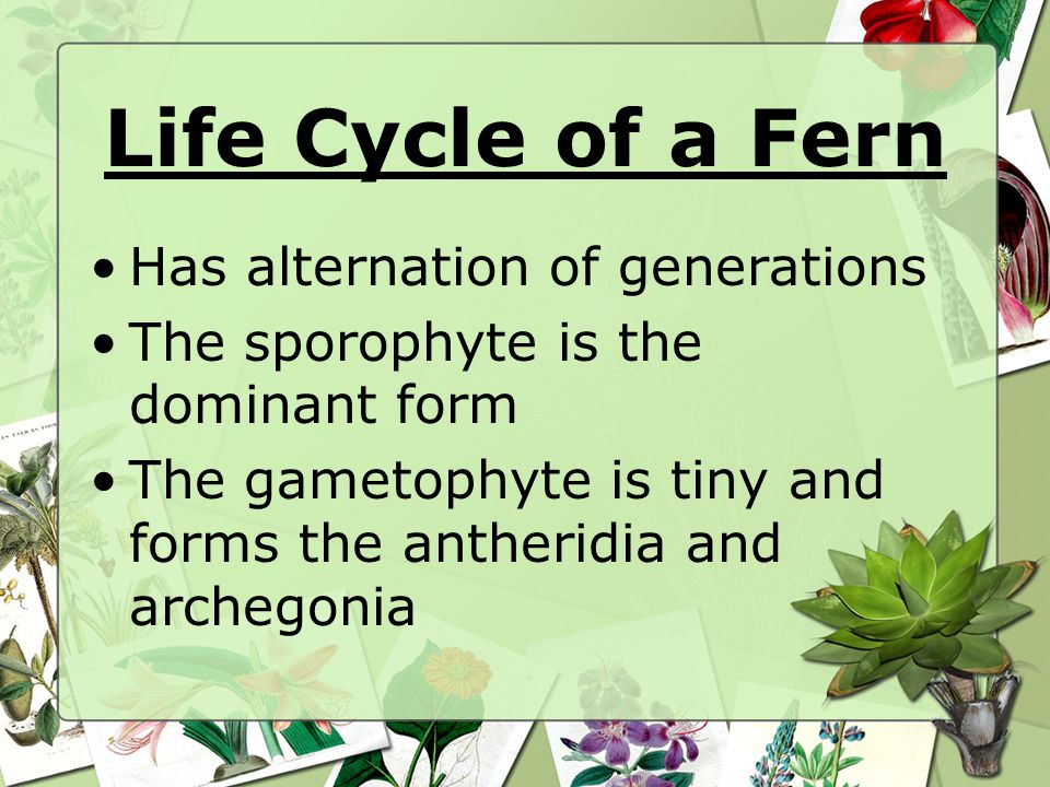 Life Cycle of a Fern Has alternation of generations