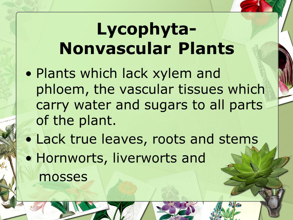 Lycophyta- Nonvascular Plants
