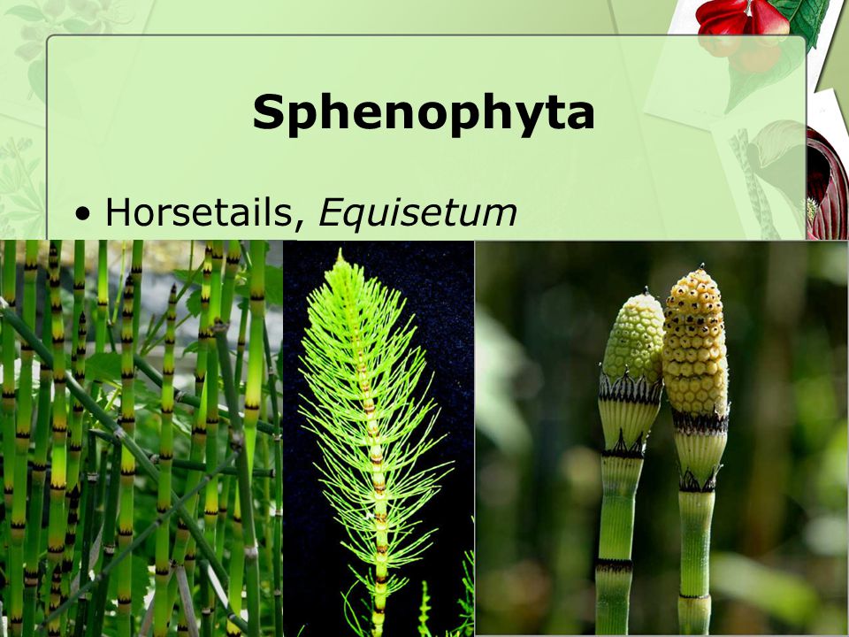 Sphenophyta Horsetails, Equisetum Equisetum