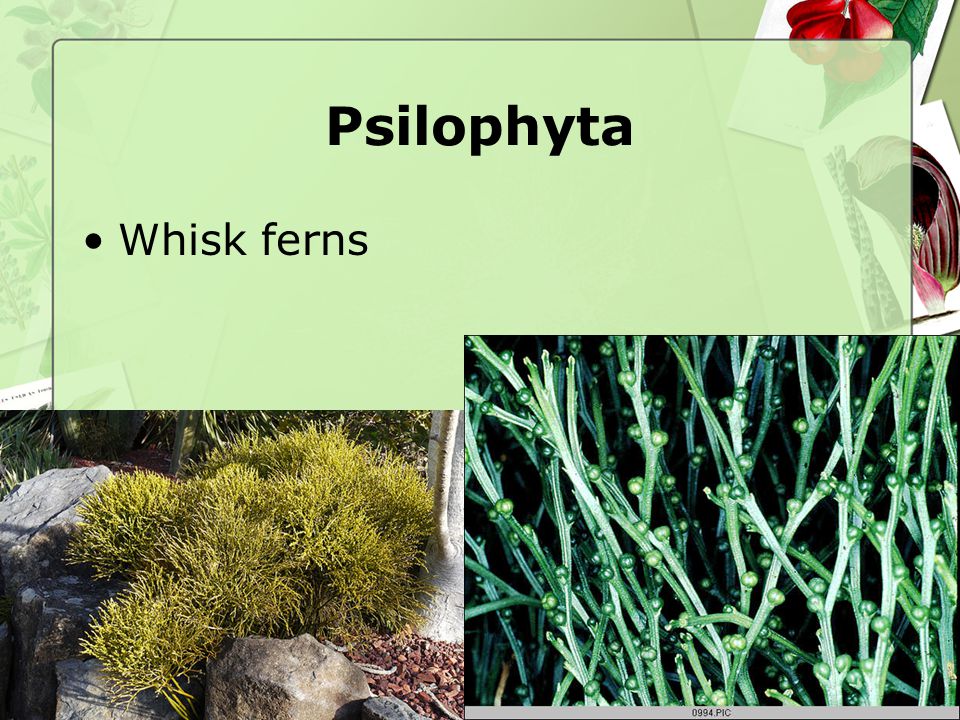 Psilophyta Whisk ferns