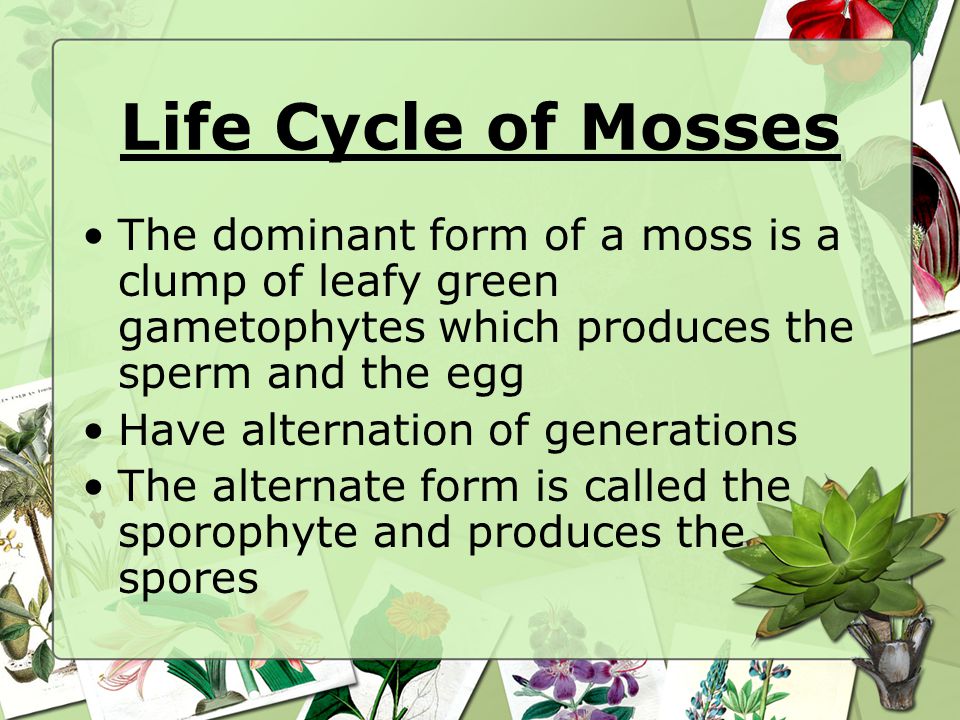 Life Cycle of Mosses The dominant form of a moss is a clump of leafy green gametophytes which produces the sperm and the egg.