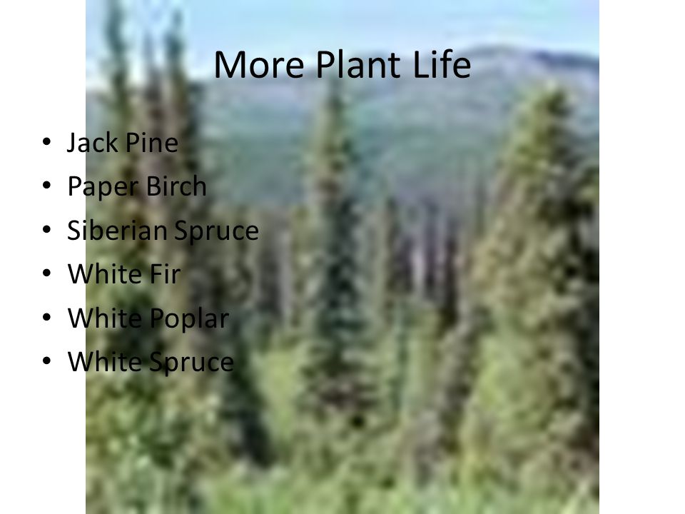 More Plant Life Jack Pine Paper Birch Siberian Spruce White Fir