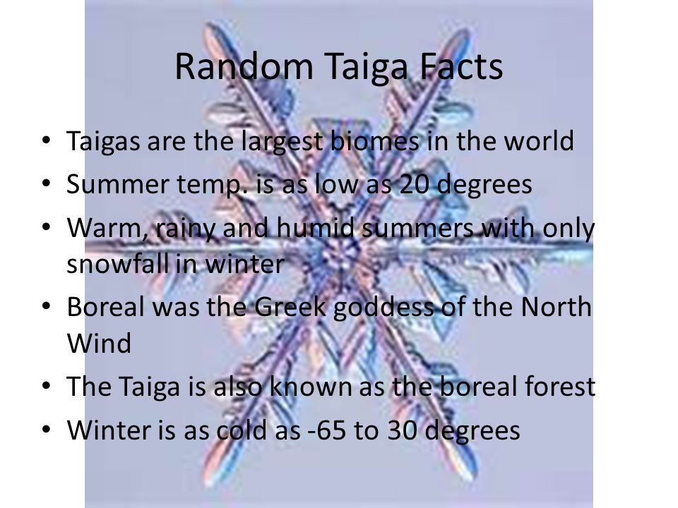Random Taiga Facts Taigas are the largest biomes in the world