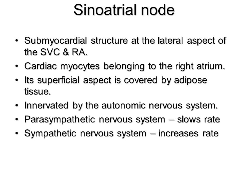 Sinoatrial node Submyocardial structure at the lateral aspect of the SVC & RA. Cardiac myocytes belonging to the right atrium.