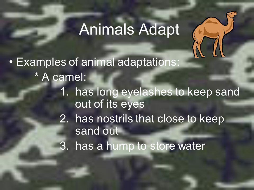 Animal Adaptations Science ppt video online download
