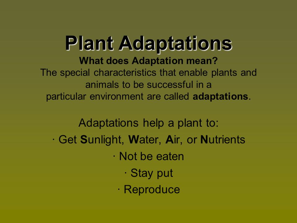 Plant Adaptations What does Adaptation mean
