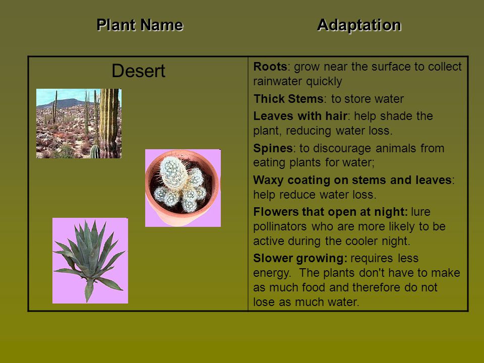Desert Plant Name Adaptation