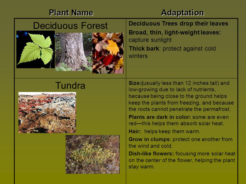 Deciduous Forest Tundra Plant Name Adaptation