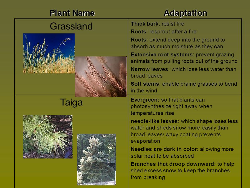 Grassland Taiga Plant Name Adaptation Thick bark: resist fire