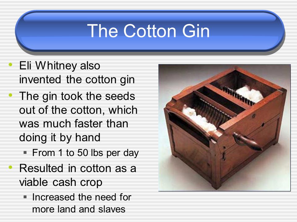 The Cotton Gin Eli Whitney also invented the cotton gin