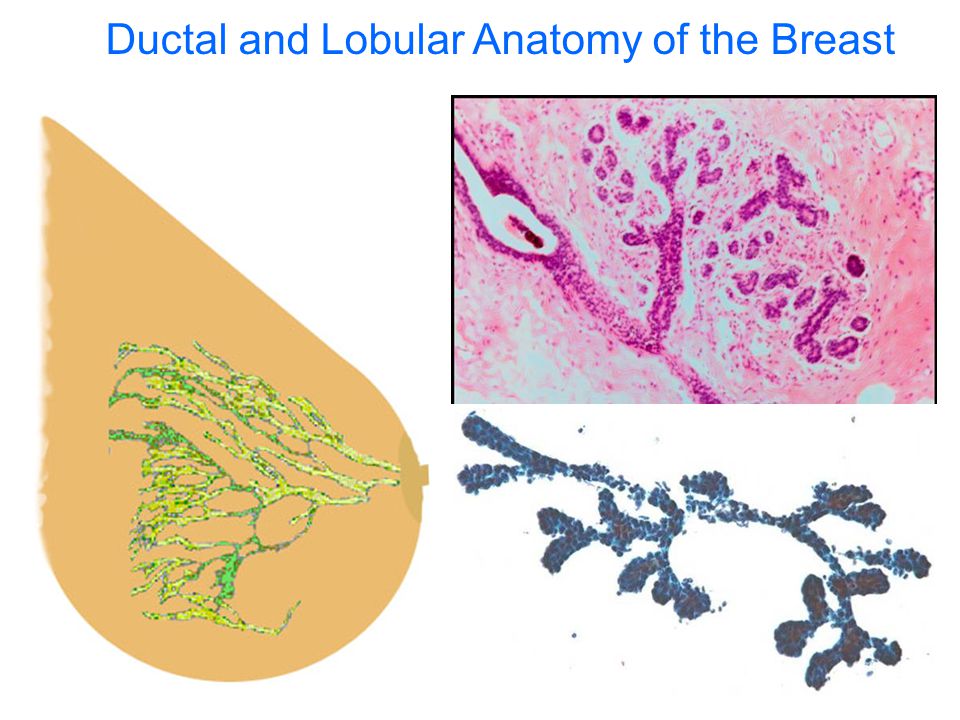 Ductal and Lobular Anatomy of the Breast