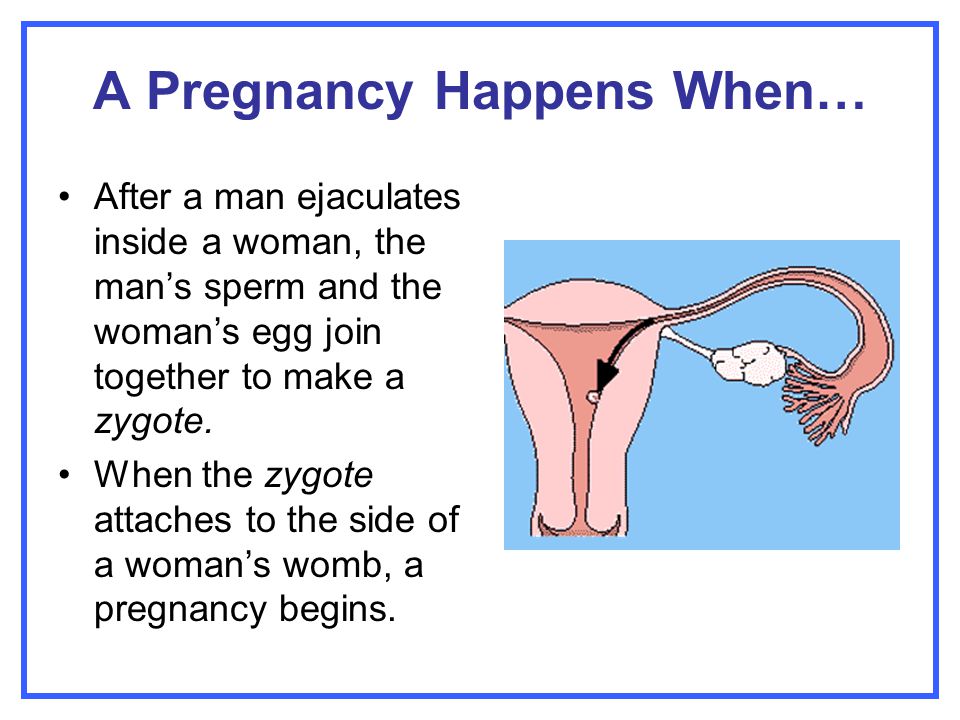 A Pregnancy Happens When…