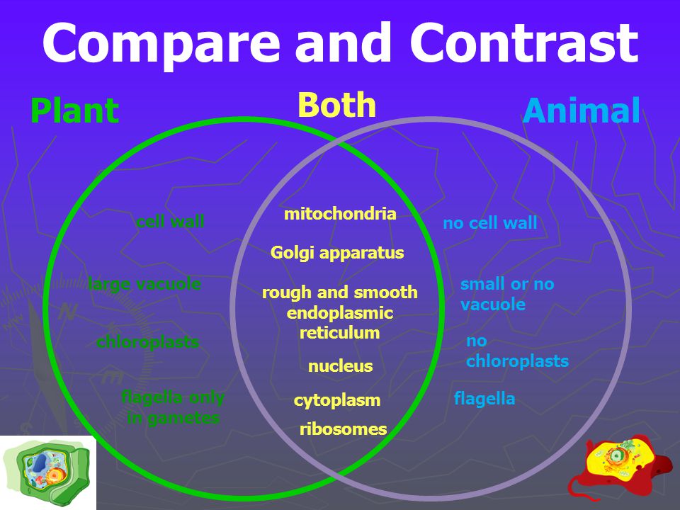 Comparing Plant and Animal Cells - ppt download