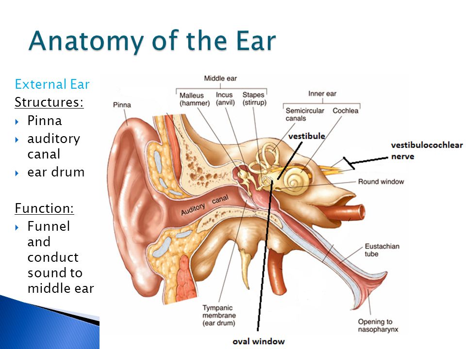 describe the structure of the ear