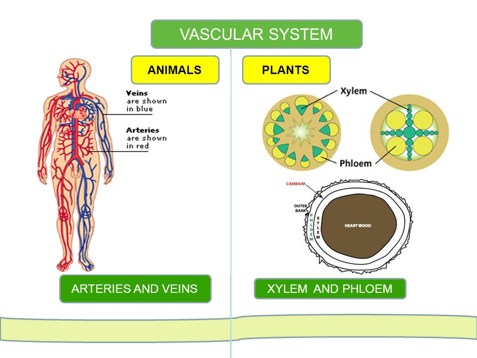 Comparing Physical Structures of Plants and Animals - ppt video online  download