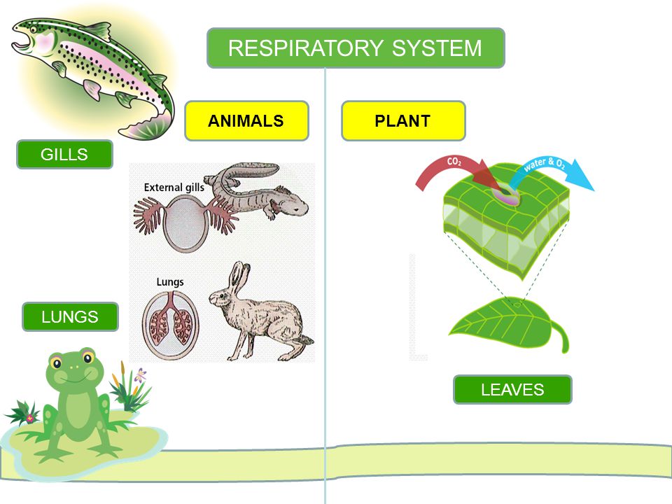 System animal. Respiratory System of animal. Plant respiration. Биология на английском. Leaves' respiration.