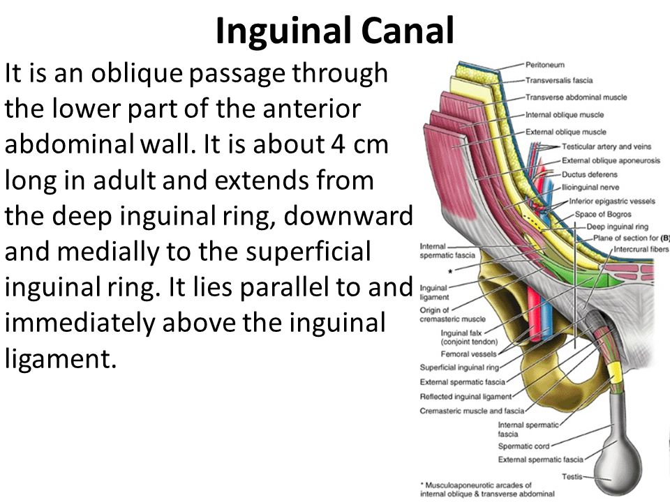 SOLUTION: Inguinal canal - Studypool