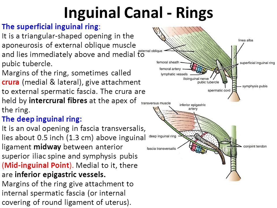 A Radiological Review of the Unusual Contents of Inguinal Region