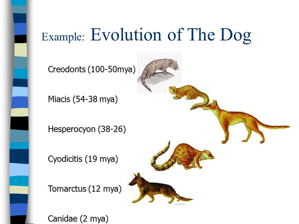 Miacis Evolution Of The Dog