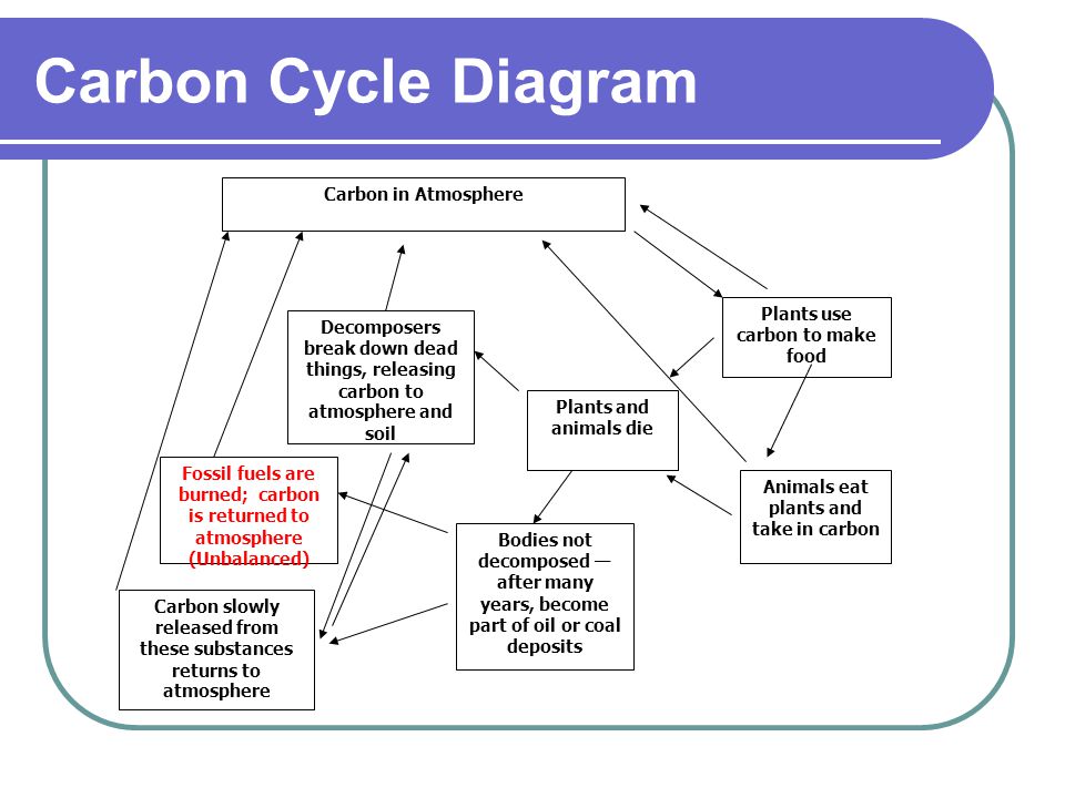 Carbon Cycle Flow Chart