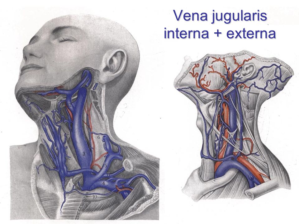 Сонные артерии на шее человека фото. Наружная яремная и внутренняя яремная Вена. Сонная артерия и яремная Вена. Наружная Сонная артерия, яремная Вена.