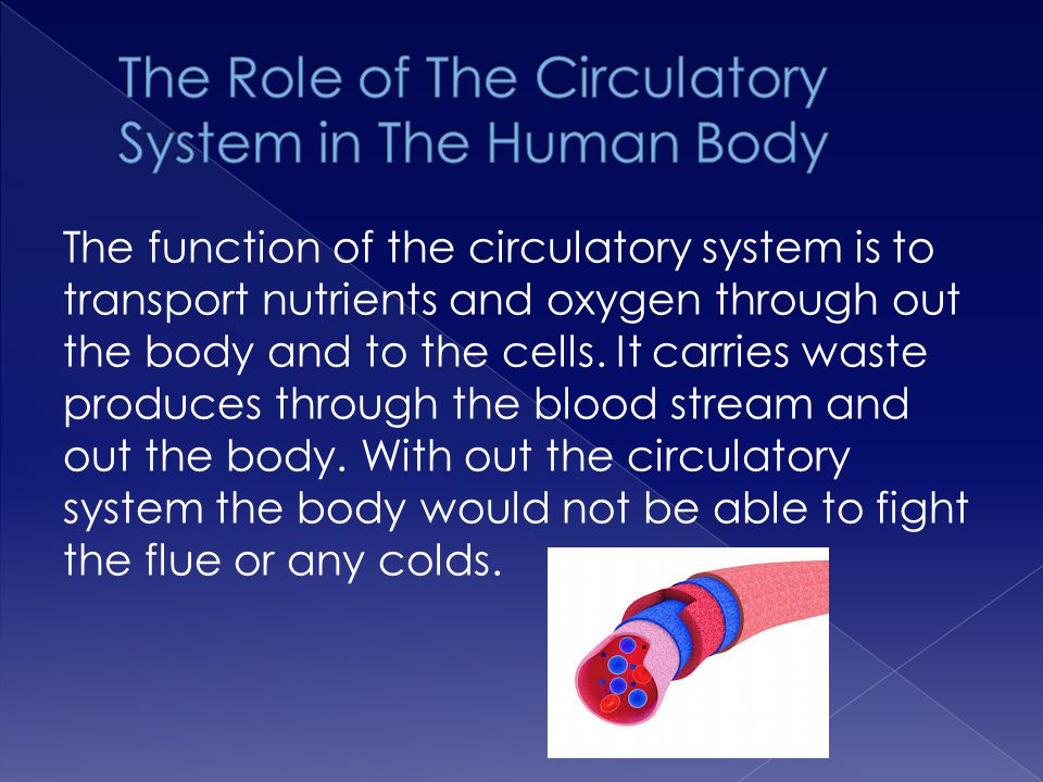 The Role of The Circulatory System in The Human Body
