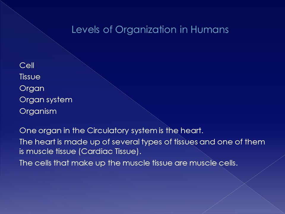 Levels of Organization in Humans