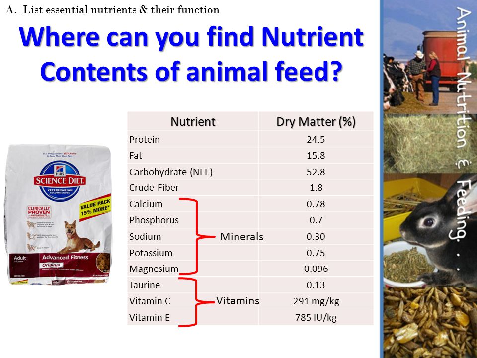 Why is understanding animal nutrition important? - ppt download