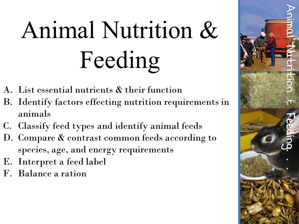 Why is understanding animal nutrition important? - ppt download