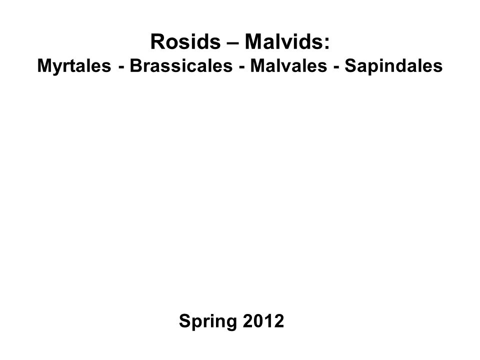 Rosids – Malvids: Myrtales - Brassicales - Malvales - Sapindales