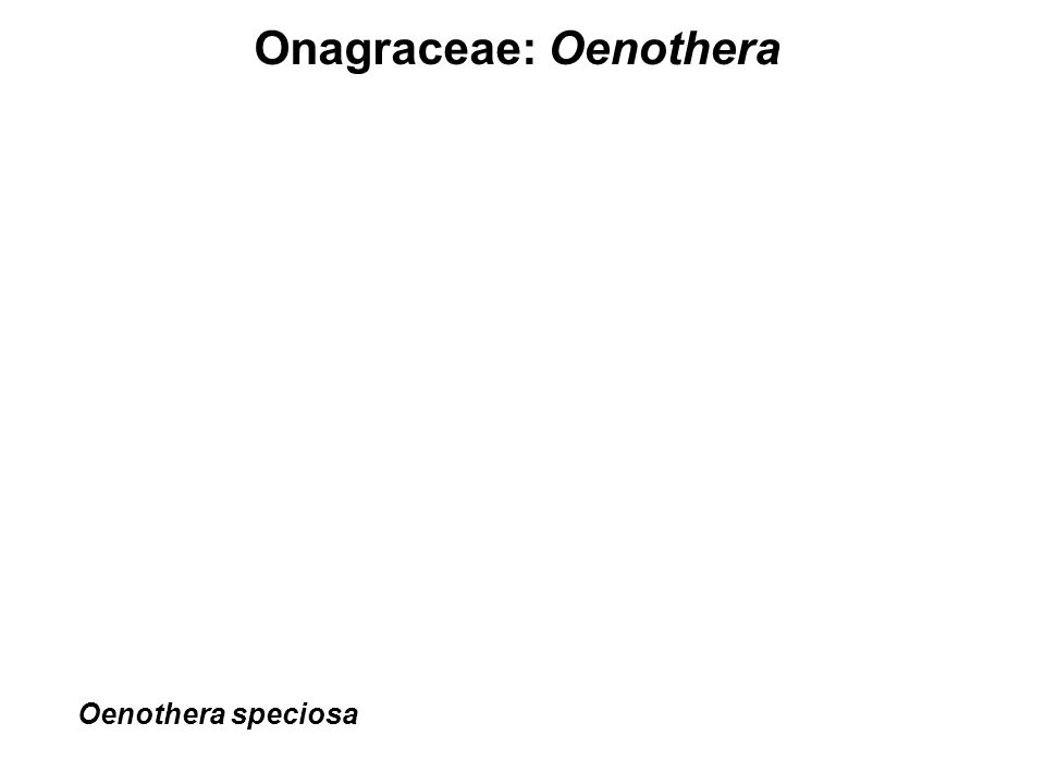 Onagraceae: Oenothera