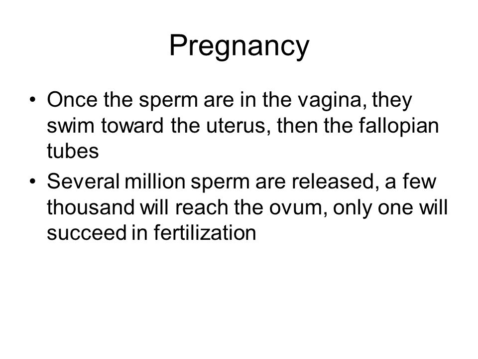 Pregnancy Once the sperm are in the vagina, they swim toward the uterus, then the fallopian tubes.