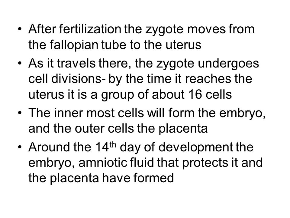 After fertilization the zygote moves from the fallopian tube to the uterus