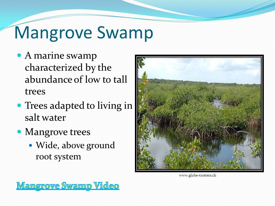 Mangrove Swamp A marine swamp characterized by the abundance of low to tall trees. Trees adapted to living in salt water.