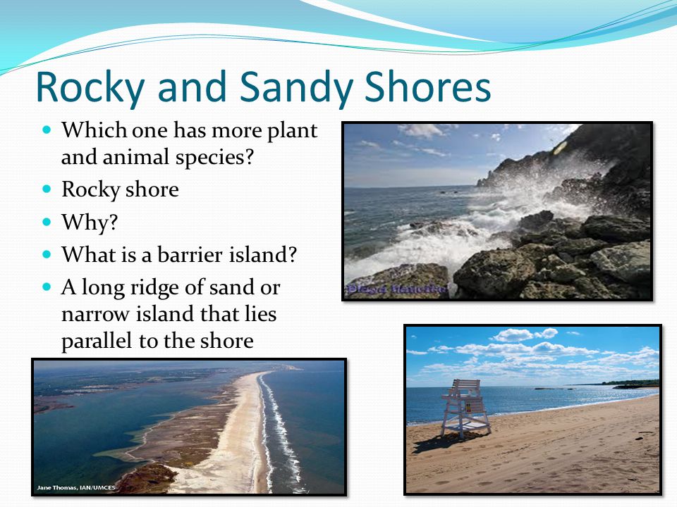 Rocky and Sandy Shores Which one has more plant and animal species