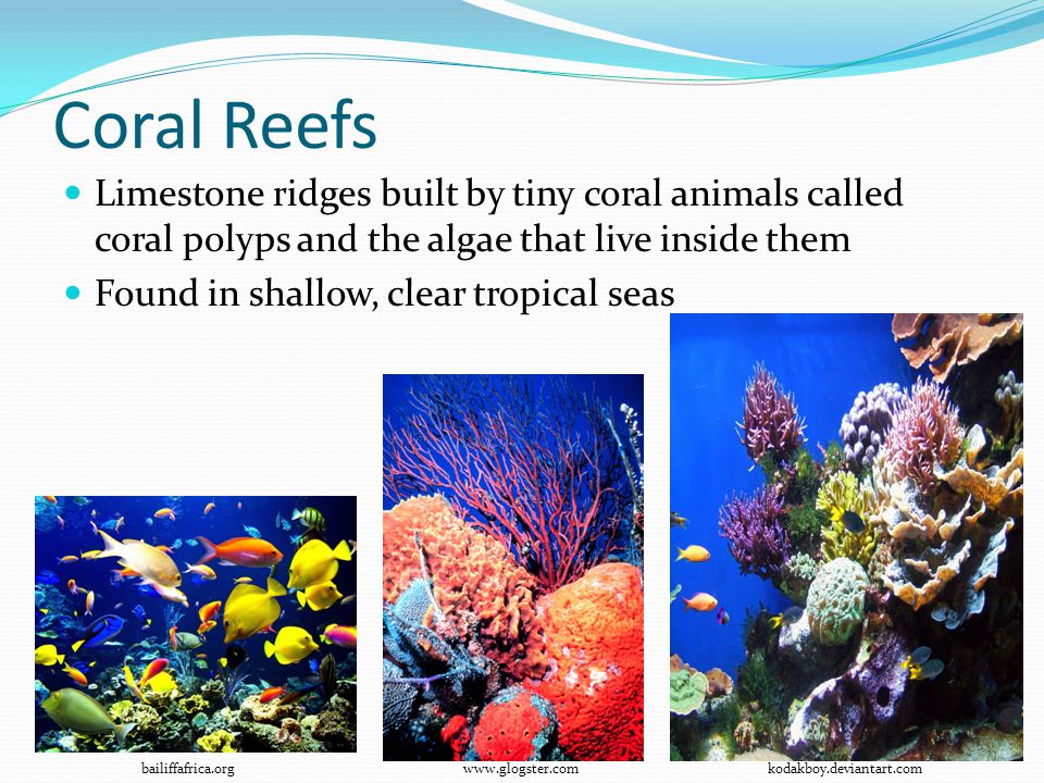 Coral Reefs Limestone ridges built by tiny coral animals called coral polyps and the algae that live inside them.