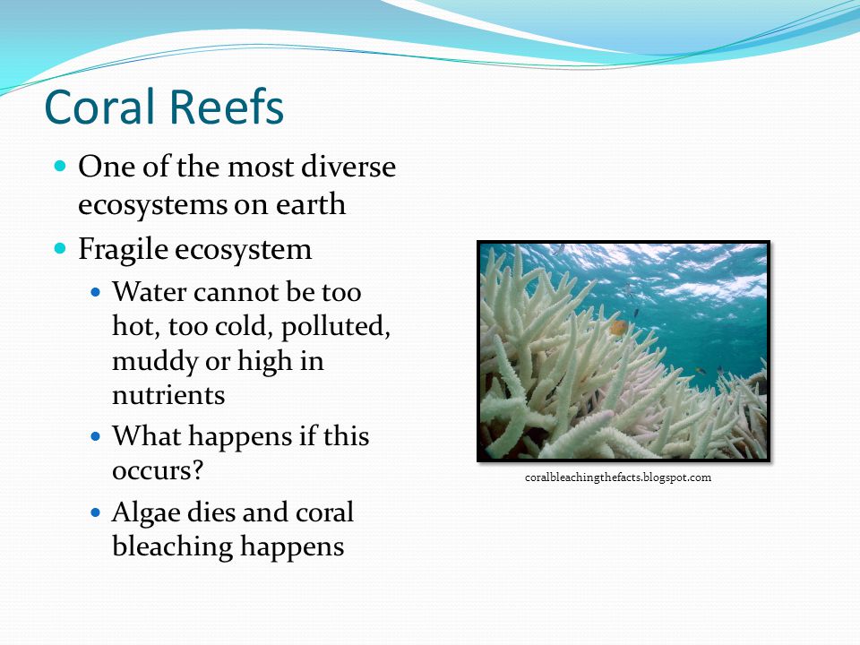 Coral Reefs One of the most diverse ecosystems on earth