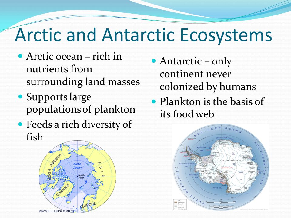 Arctic and Antarctic Ecosystems
