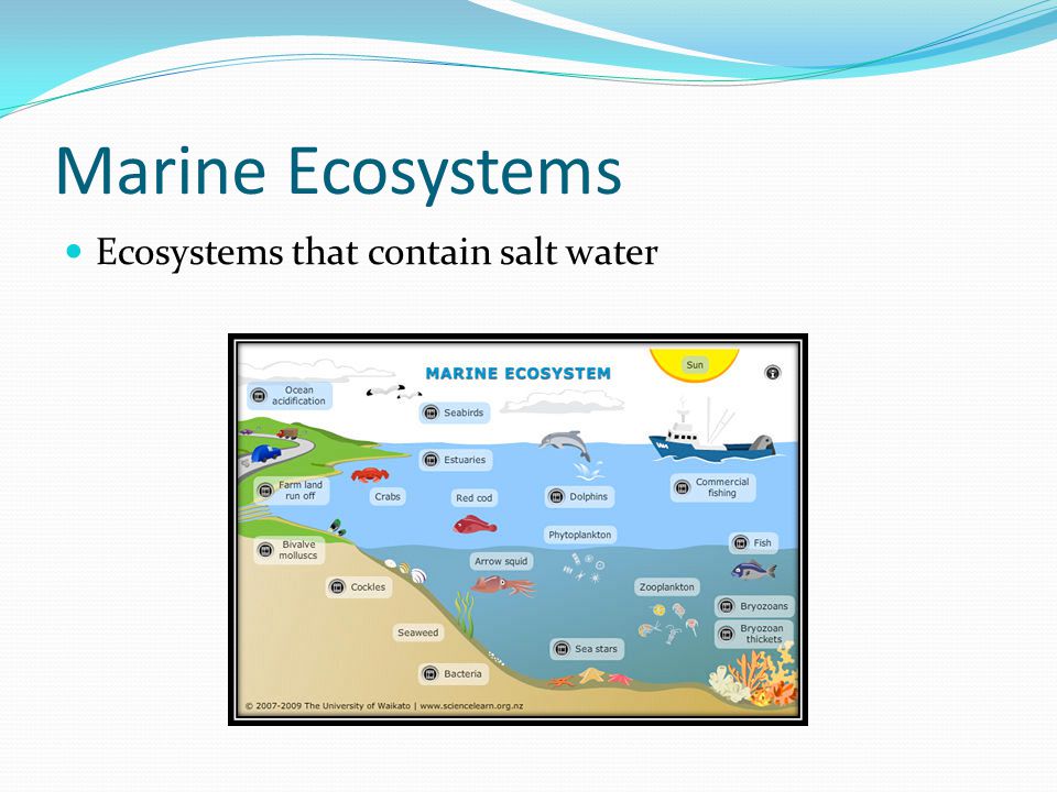 Marine Ecosystems Ecosystems that contain salt water