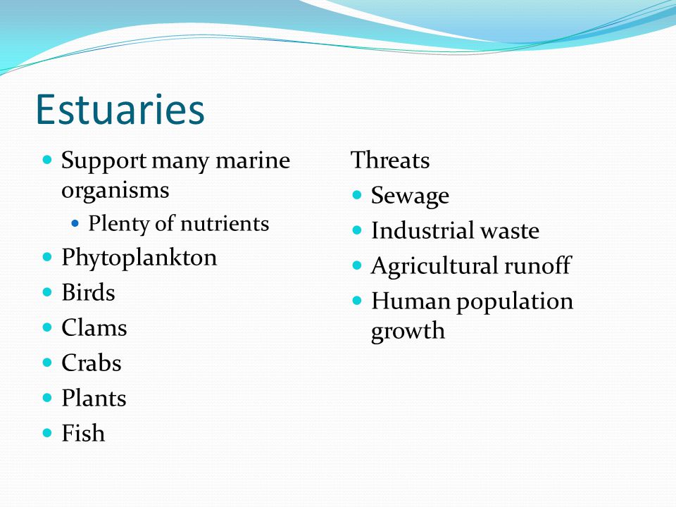 Estuaries Support many marine organisms Phytoplankton Birds Clams
