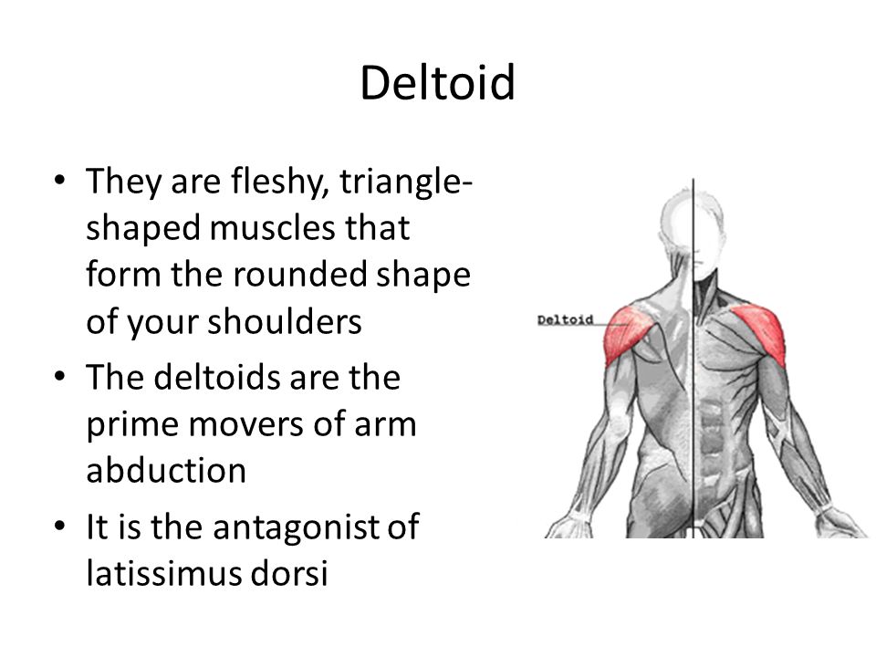 This Powerful Muscle Is the Prime Mover of Arm Extension.