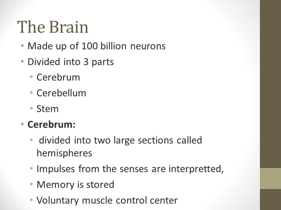The Brain Made up of 100 billion neurons Divided into 3 parts Cerebrum