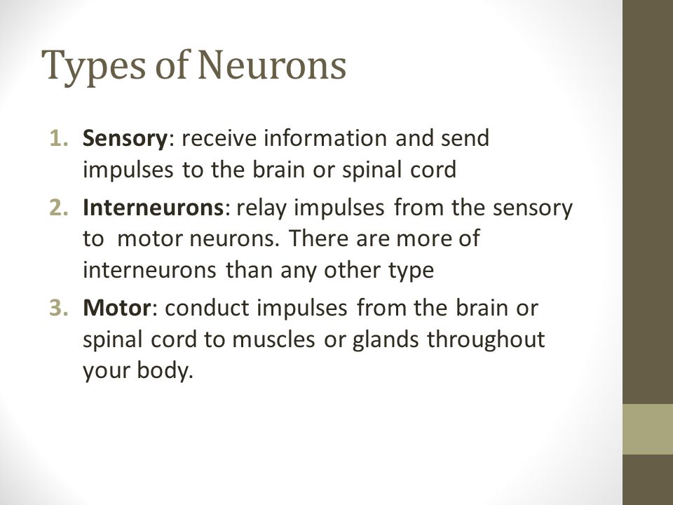Types of Neurons Sensory: receive information and send impulses to the brain or spinal cord.