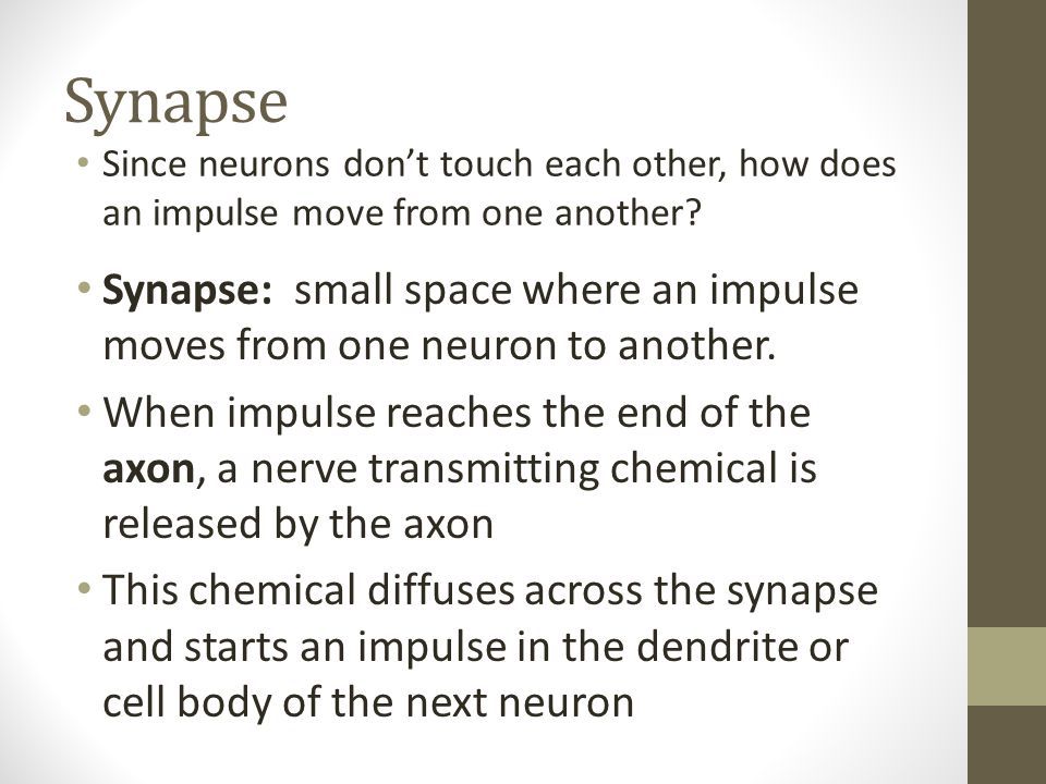 Synapse Since neurons don’t touch each other, how does an impulse move from one another